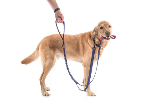We Leash and We Binkie Dog Toy Combo