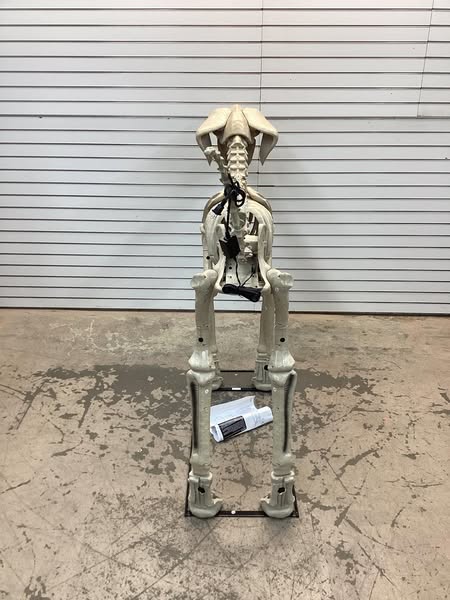 Home Accents Holiday 7 ft. Long Grave & Bones Skelly's Dog with LifeEyes LCD Eyes
