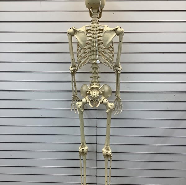 Home Accents Holiday 5 ft. Grave & Bones Poseable Skeleton with Light-Up Eyes