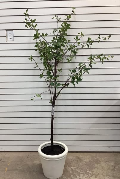 Threshold 72" Artificial Ficus Tree