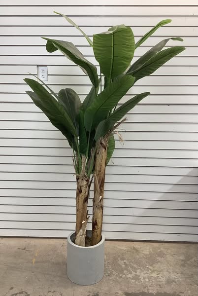 Threshold 72" Banana Tree in Cement Pot