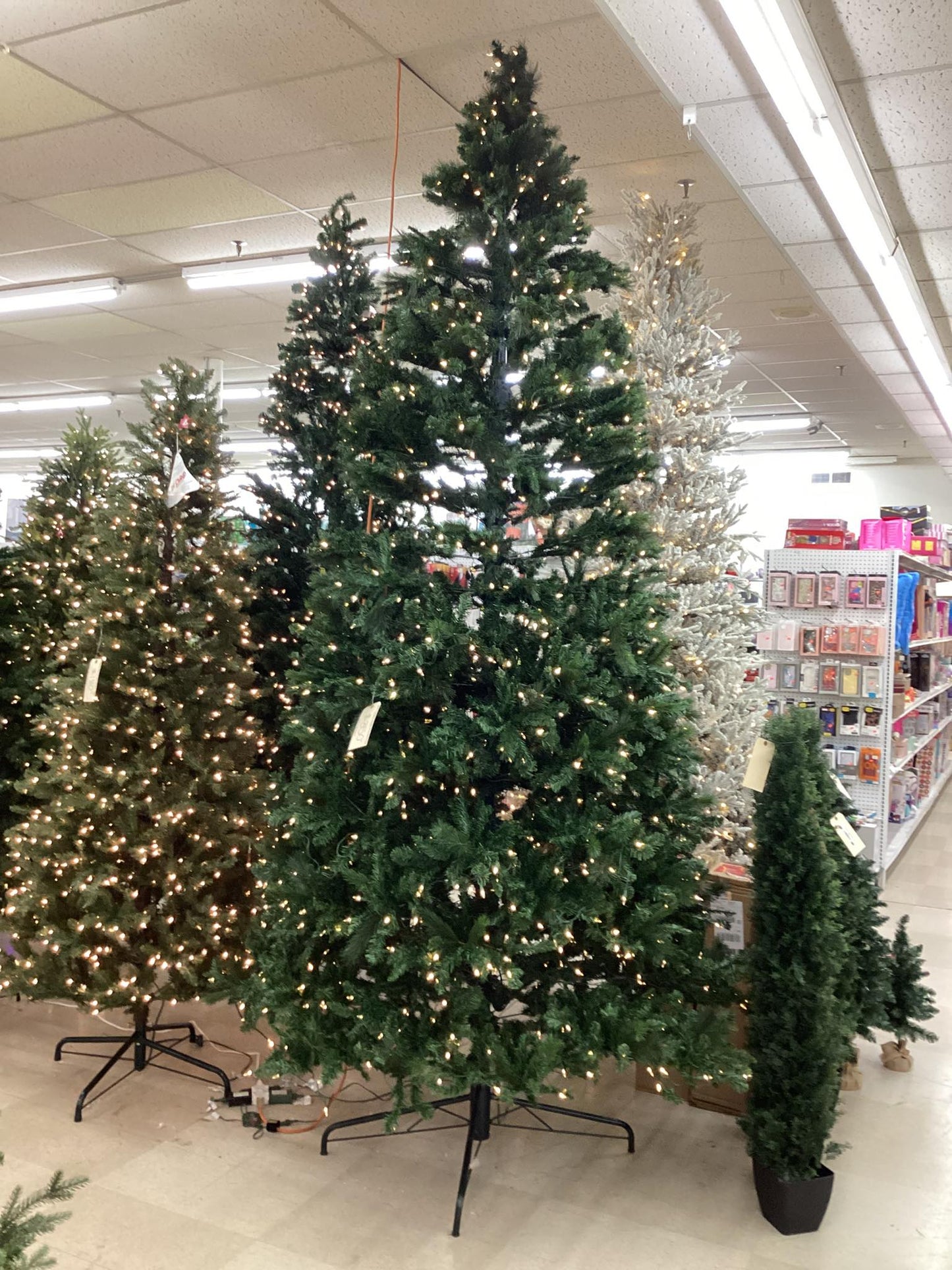 12 ft. Wesley Long Needle Pine Pre-Lit Tree