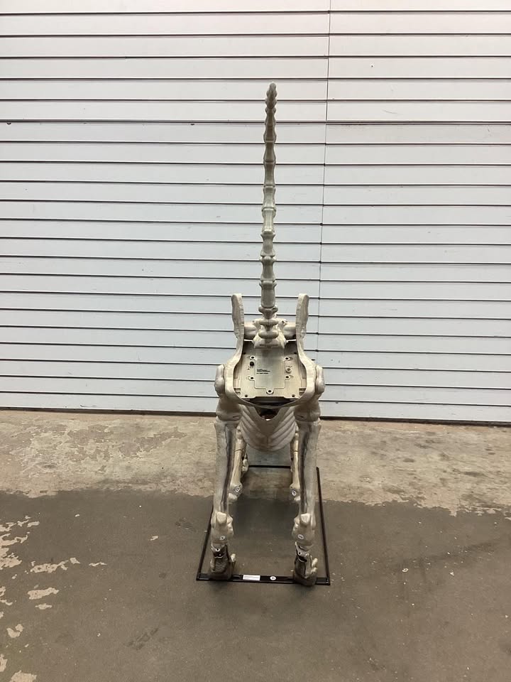 5 Ft Long Grave & Bones LED Skelly's Cat