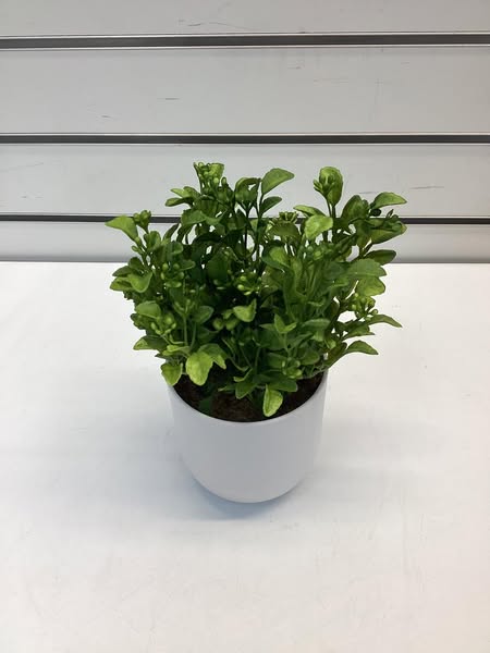 Artificial Boxwood Plant - Indoor Faux Greenery, Melamine Pot, Tabletop Decor