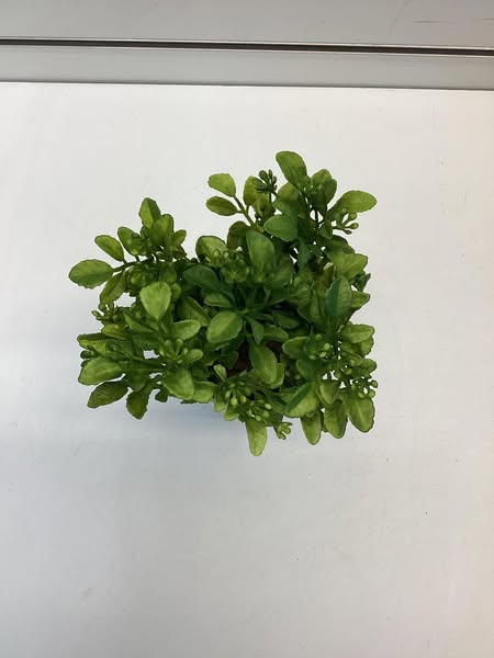 Artificial Boxwood Plant - Indoor Faux Greenery, Melamine Pot, Tabletop Decor