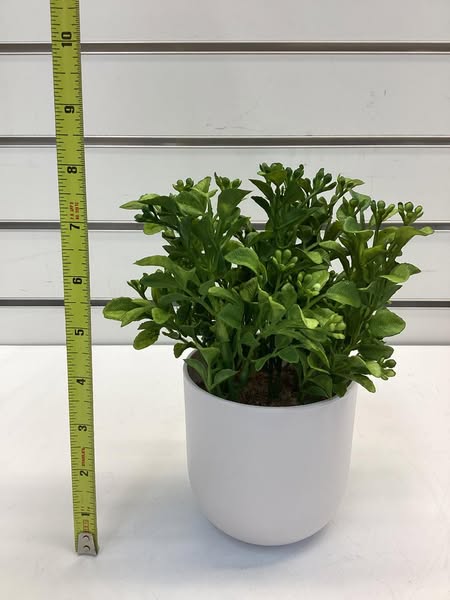 Artificial Boxwood Plant - Indoor Faux Greenery, Melamine Pot, Tabletop Decor