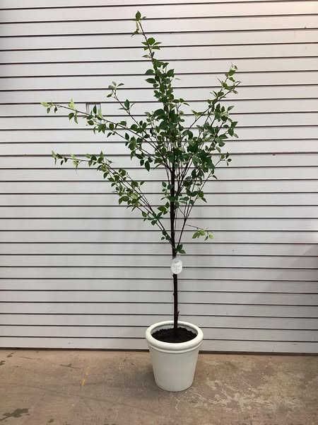 Threshold 72" Artificial Ficus Tree