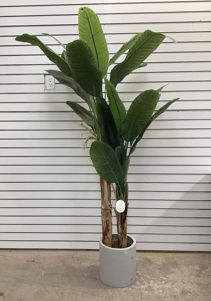 Threshold  72" Banana Tree in Cement Pot
