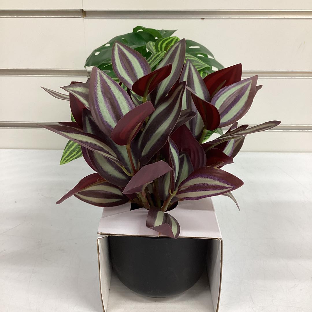 Trend Plant Multipack in Black Pot - Room Essentials