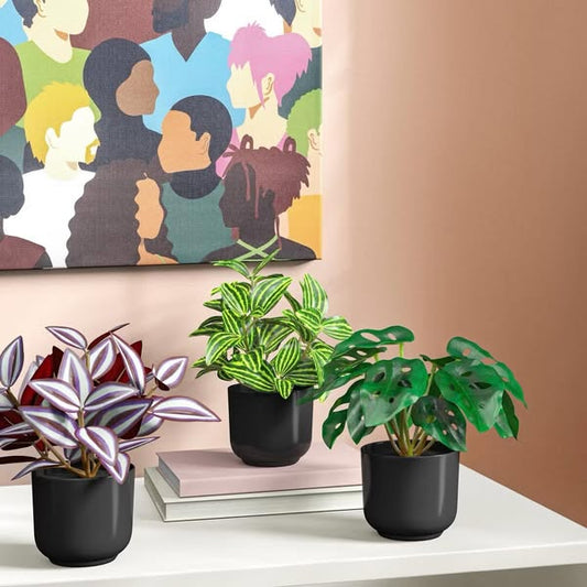 Trend Plant Multipack in Black Pot - Room Essentials