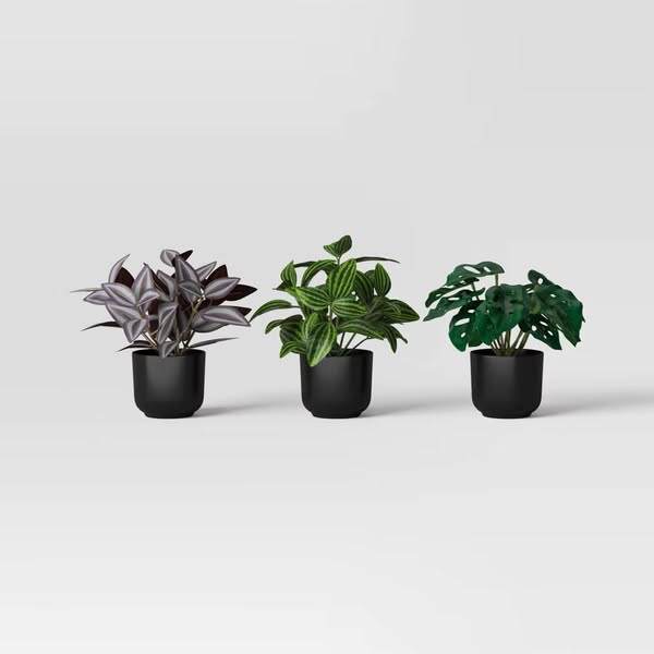 Trend Plant Multipack in Black Pot - Room Essentials