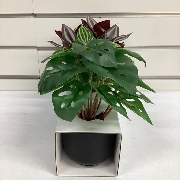 Trend Plant Multipack in Black Pot - Room Essentials