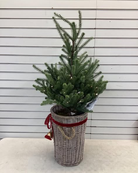 Member's Mark 48" Pre-Lit Topiary in Woven Basket