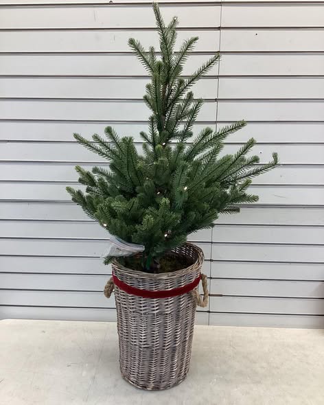 Member's Mark 48" Pre-Lit Topiary in Woven Basket