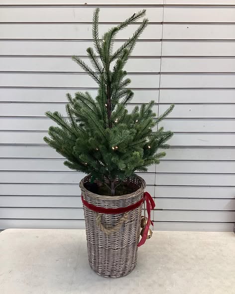 Member's Mark 48" Pre-Lit Topiary in Woven Basket