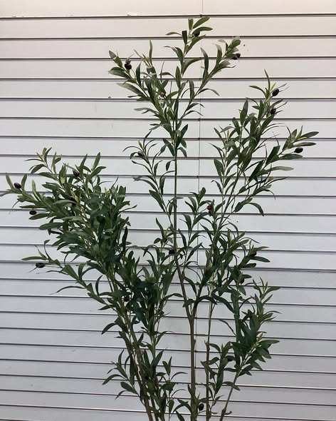 Adcock Faux Olive Tree in White Planter, Lifelike Fake Olive Plant for Indoor and Outdoor Decor - Size: 72'' H X 21'' W X 21'' D