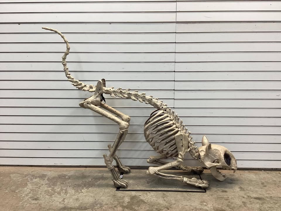 5 Ft Long Grave & Bones LED Skelly's Cat