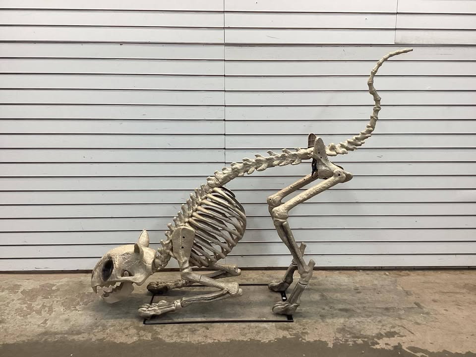 5 Ft Long Grave & Bones LED Skelly's Cat
