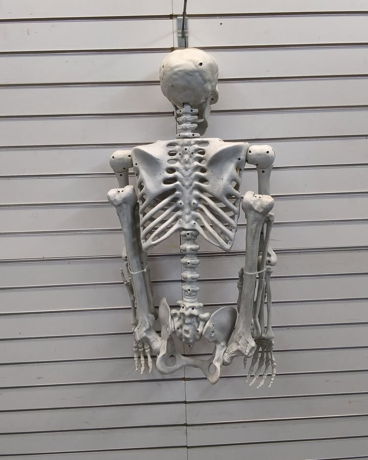 60" Multi Pose-N-Stay Poseable Lifesize Skeleton Halloween Decorative Prop Off-White - Hyde and EEK! Boutique