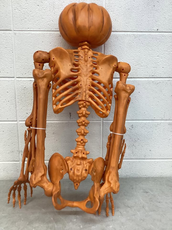 60" Multi Pose-N-Stay Poseable Lifesize Halloween Pumpkin Skeleton Decorative Prop - Hyde and EEK! Boutique