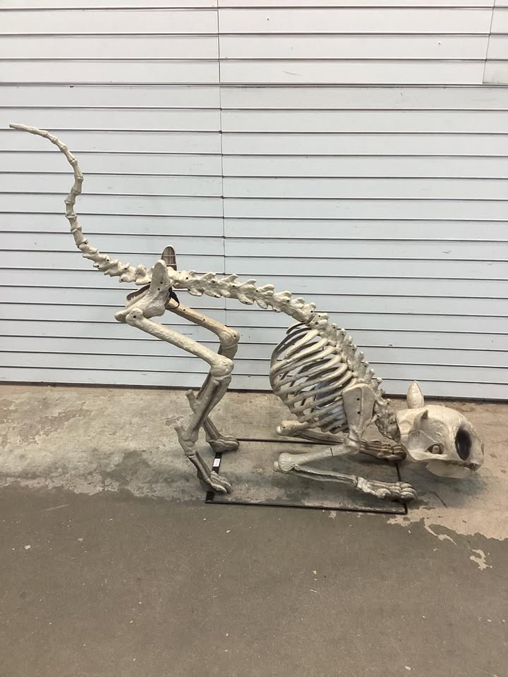 5 Ft Long Grave & Bones LED Skelly's Cat