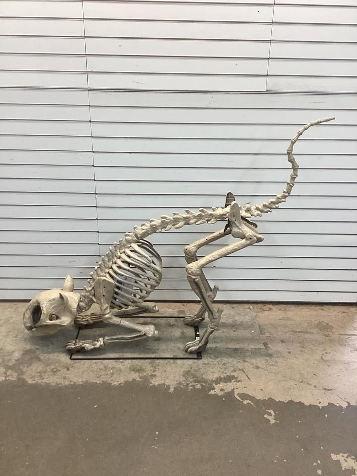 5 Ft Long Grave & Bones LED Skelly's Cat
